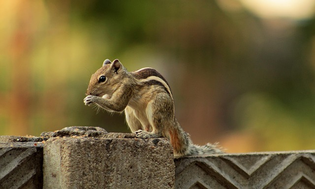 squirrel hill plumbing