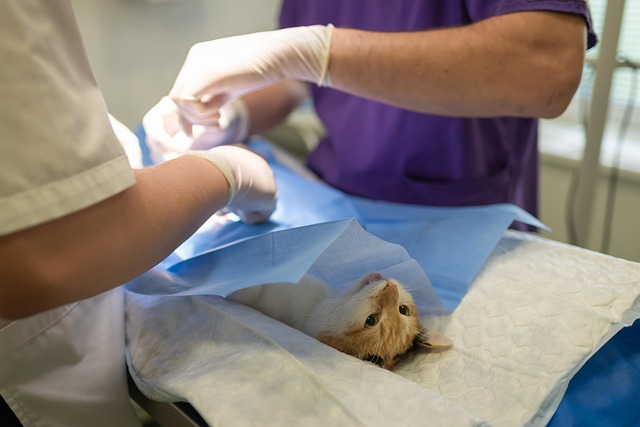veterinary plumbing