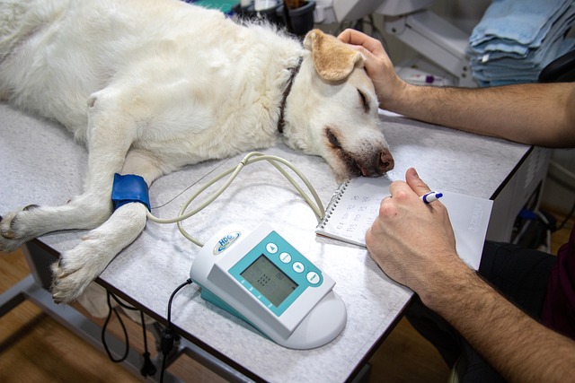 veterinary plumbing