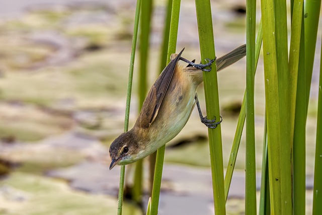 water descaler