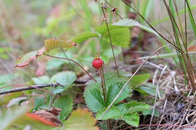 cranberry plumbing
