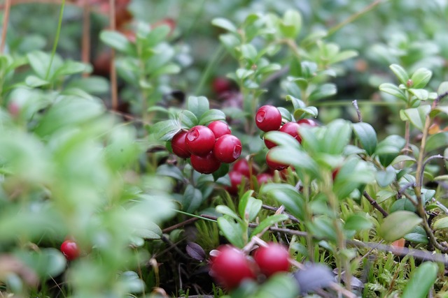 cranberry plumbing