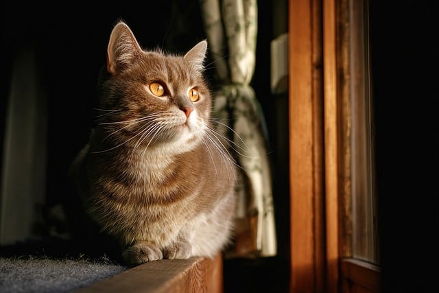 divorce law partners