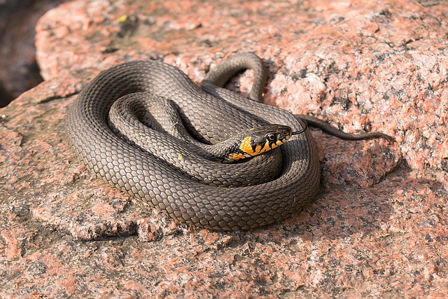 drain-snaking-640x480-61887177.jpeg