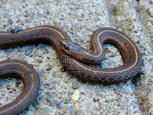 drain-snaking-640x480-98696020.jpeg