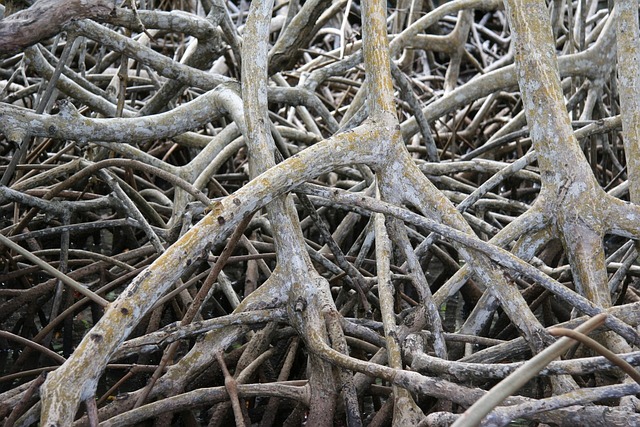sewer-root-removal-640x480-13211577.jpeg