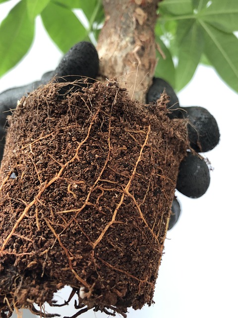 sewer root removal