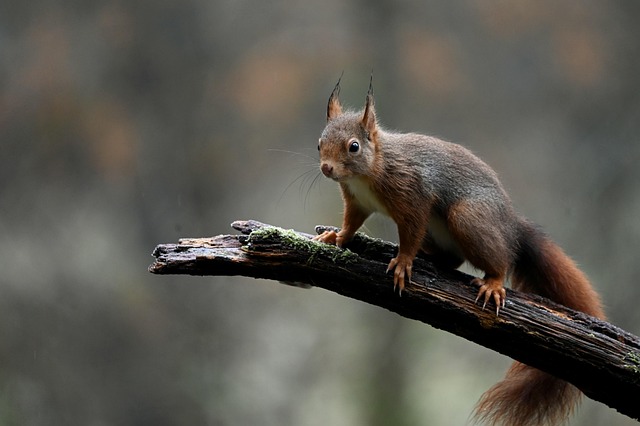 squirrel hill plumbing