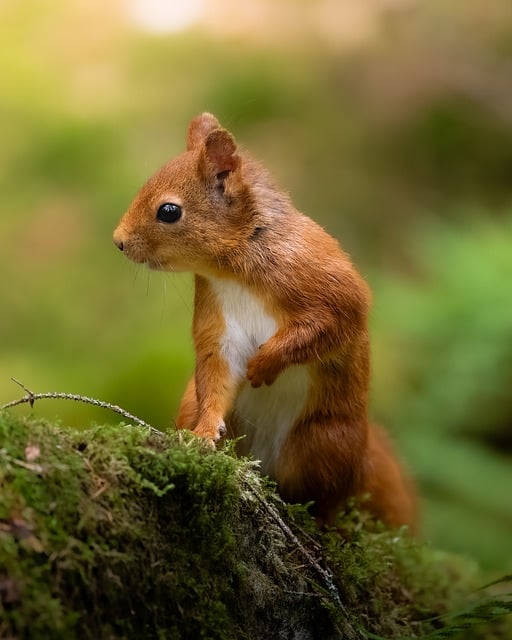 squirrel hill plumbing