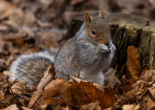 squirrel hill plumbing