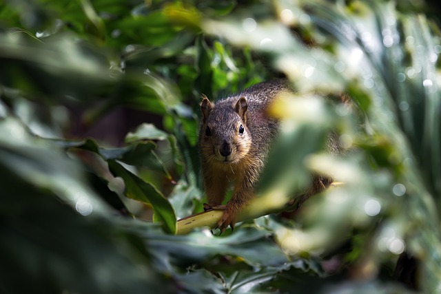 squirrel hill plumbing