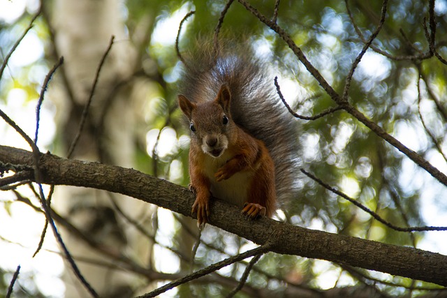 squirrel hill plumbing