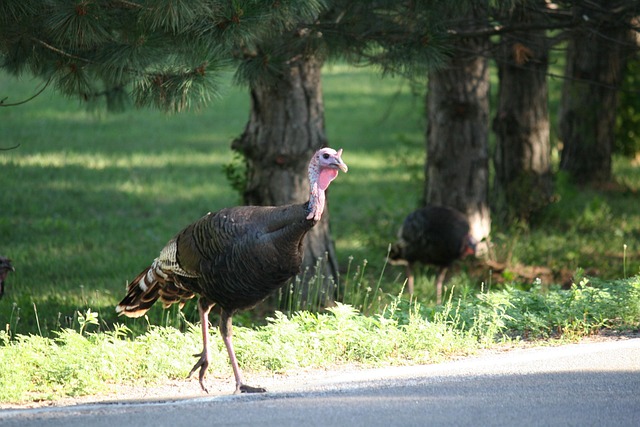 turkey creek plumbing