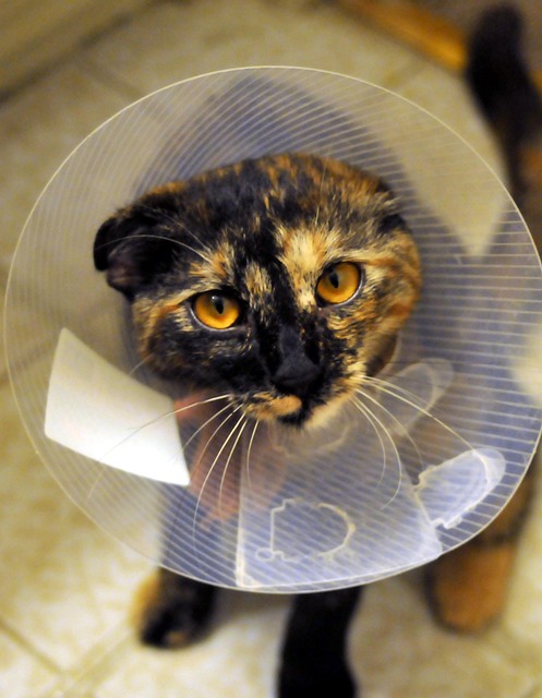 veterinary-plumbing-640x480-83777985.jpeg