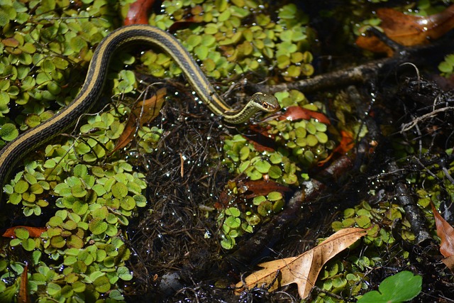 drain snaking