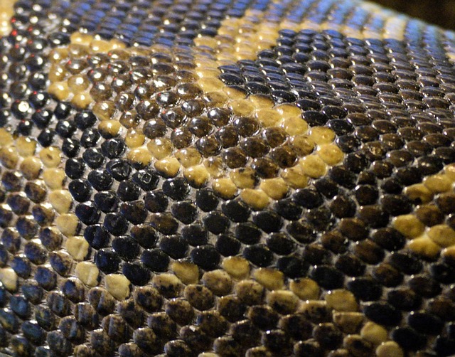 drain snaking