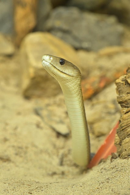 drain-snaking-640x480-31704445.jpeg