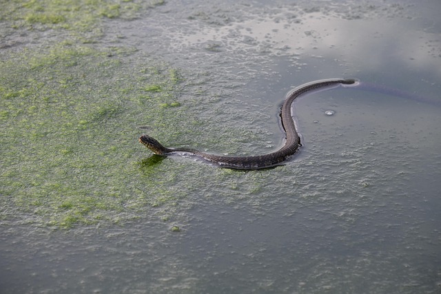 drain snaking