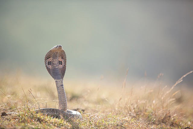 drain snaking