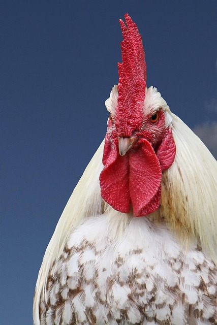 faucet brands