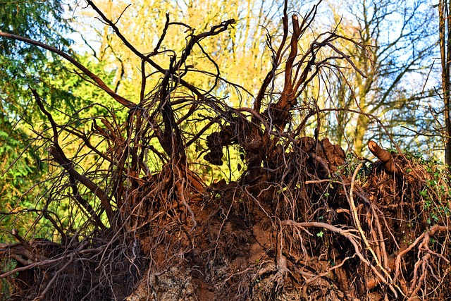 sewer root removal
