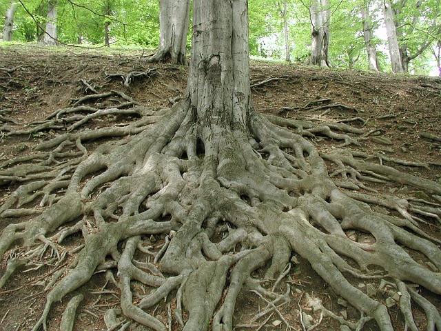 sewer-root-removal-640x480-721488.jpeg