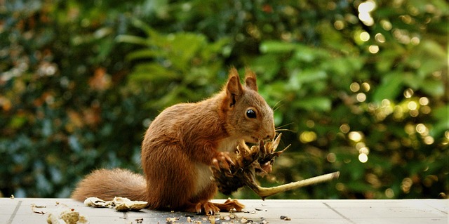 squirrel hill plumbing