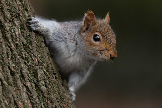 squirrel hill plumbing