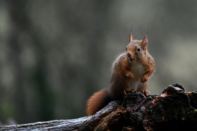 squirrel hill plumbing