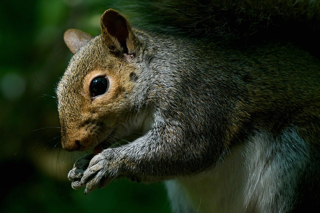 squirrel hill plumbing