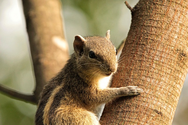 squirrel hill plumbing
