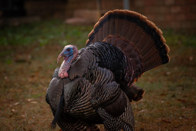 turkey creek plumbing