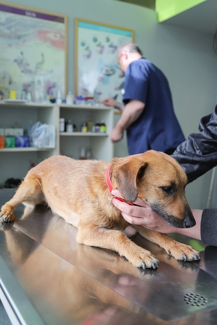 veterinary plumbing