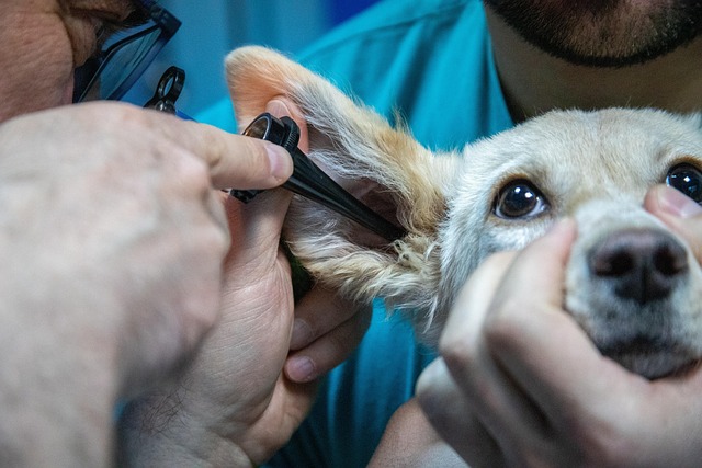 veterinary-plumbing-640x480-62464947.jpeg