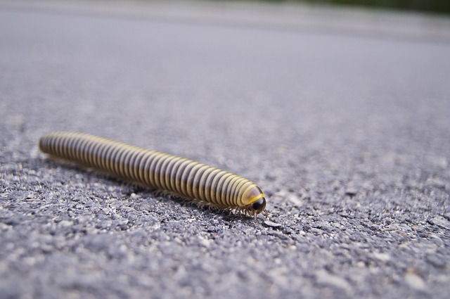 asphalt contractors