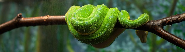 drain snaking