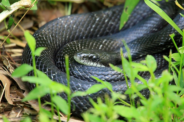 drain snaking