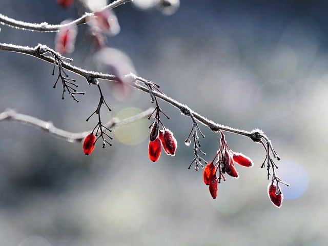 frozen pipe thawing
