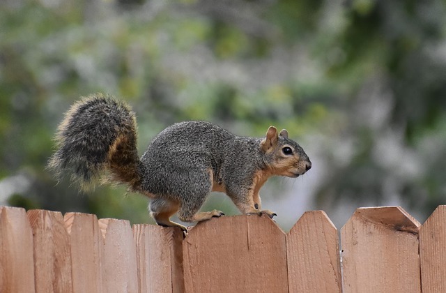 squirrel hill plumbing