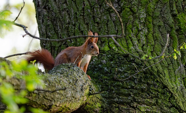 squirrel hill plumbing
