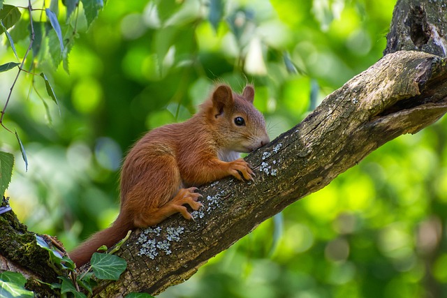 squirrel hill plumbing