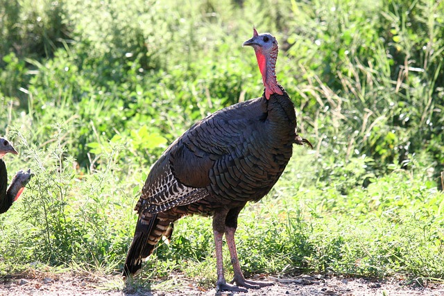 turkey creek plumbing