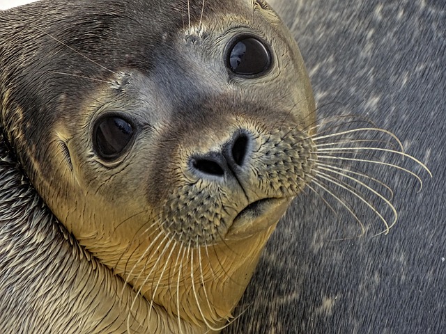 chip seal contractors