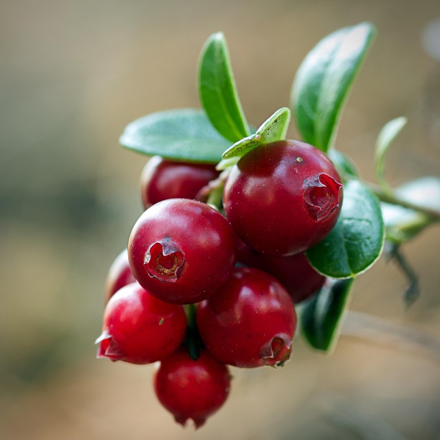 cranberry plumbing