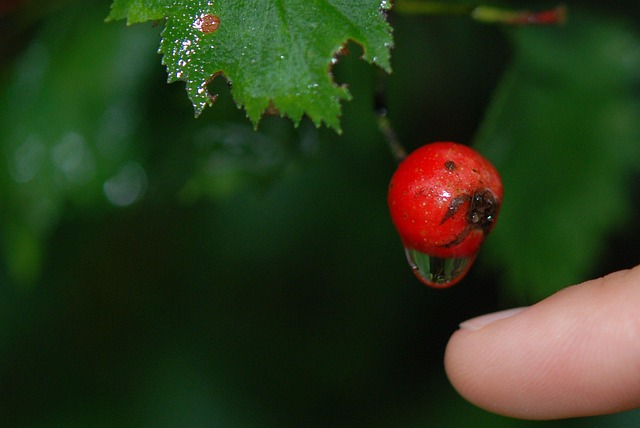 cranberry plumbing