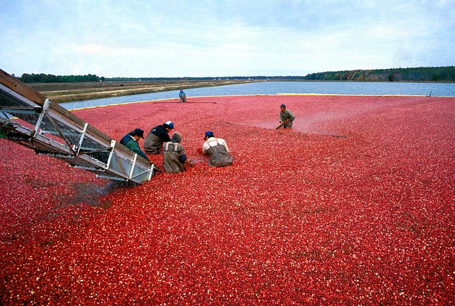 cranberry plumbing
