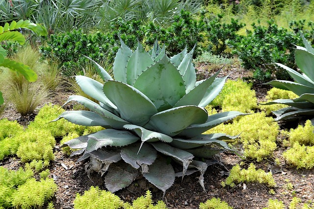 decorative paving