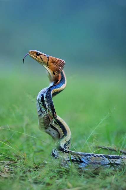 drain-snaking-640x480-27215168.jpeg