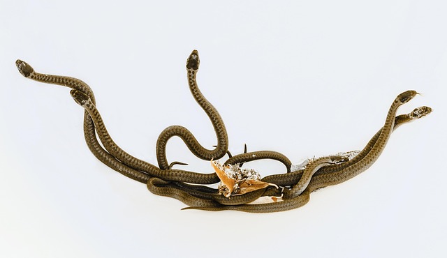 drain snaking