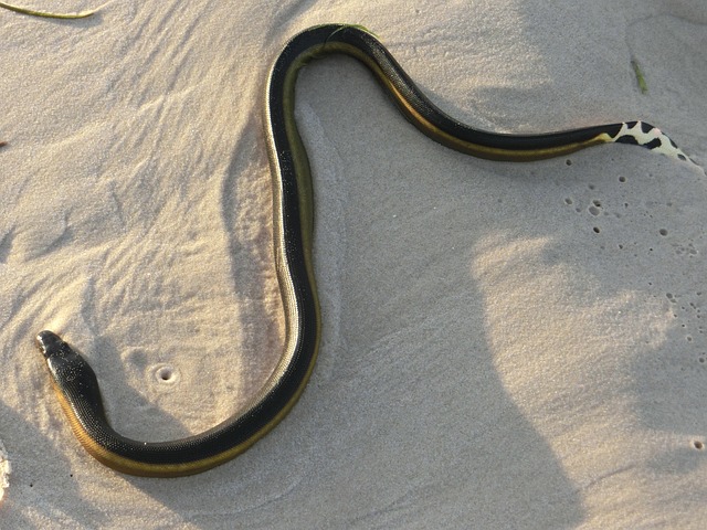 drain snaking